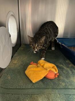 Barney -  Domestic Short Hair Cat for Adoption in Boone, Iowa - Barney | PetCurious