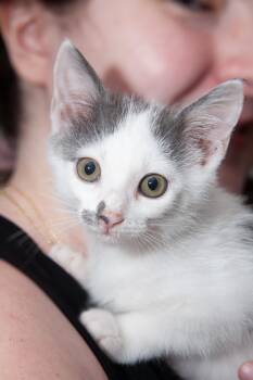 Rescue Domestic Medium Hair Cats for Adoption in Franklin, Tennessee - Miette | PetCurious