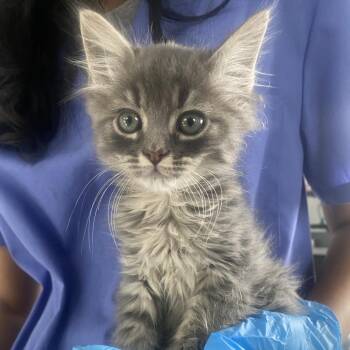 Harry -  Domestic Medium Hair Cat for Adoption in Chapel Hill, North Carolina - Harry | PetCurious