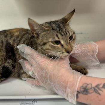 Belle -  Domestic Medium Hair Cat for Adoption in Charleston, West Virginia - Belle | PetCurious