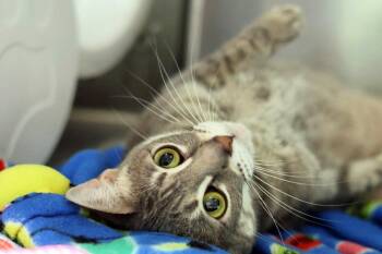 Domestic Short Hair Cats Available for Adoption in Hot Springs, Arkansas - Hope | PetCurious