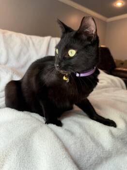 Domestic Short Hair Cats Available for Adoption in Calera, Alabama - Ladarius | PetCurious