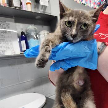 Domestic Short Hair Cats Available for Adoption in Summerville, South Carolina - Audrey | PetCurious