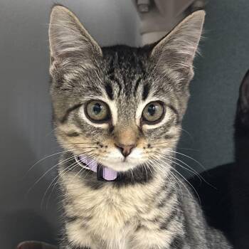 Ginger -  Domestic Short Hair Cat for Adoption in Bardstown, Kentucky - Ginger | PetCurious