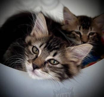 Flower -  Domestic Long Hair Cat for Adoption in Seattle, Washington - Flower | PetCurious