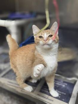 Butternut -  Domestic Short Hair Cat for Adoption in Westland, Michigan - Butternut | PetCurious