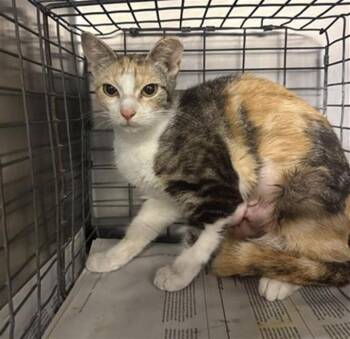 Domestic Short Hair Cats Available for Adoption - TIFANNY | PetCurious