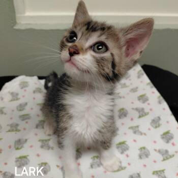 Domestic Short Hair Cats Available for Adoption in Middlebury, Vermont - Lark | PetCurious