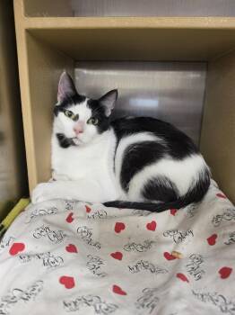 Split top          GFRCC -  Domestic Short Hair Cat for Adoption in Metamora, Illinois - Split Top          GFRCC | PetCurious