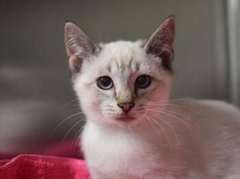 Dakota -  Siamese Cat for Adoption in Portland, Oregon - Dakota | PetCurious