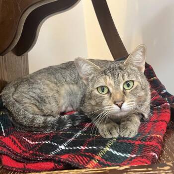 Renesmee -  Domestic Short Hair Cat for Adoption in Las Vegas, Nevada - Renesmee | PetCurious