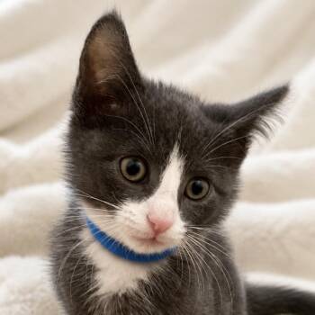 Bear -  Domestic Short Hair and Russian Blue Cat for Adoption in Inman, South Carolina - Bear | PetCurious