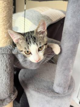 Chips Ahoy -  Domestic Short Hair Cat for Adoption in Adrian, Michigan - Chips Ahoy | PetCurious
