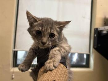 Rescue Domestic Short Hair Cats for Adoption in Pasadena, California - A525239 | PetCurious