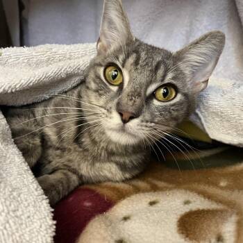 Carlita -  Domestic Short Hair Cat for Adoption in Pittsburgh, Pennsylvania - Carlita | PetCurious