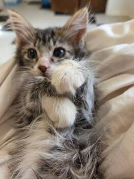 Penne -  Maine Coon and Domestic Long Hair Cat for Adoption in New Braunfels, Texas - Penne | PetCurious