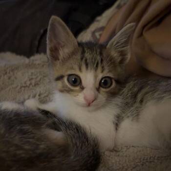 Locket -  Domestic Short Hair Cat for Adoption in Las Cruces, New Mexico - Locket | PetCurious