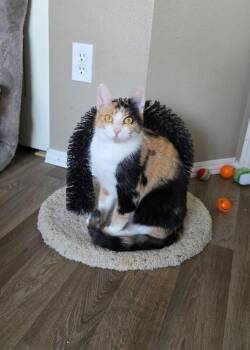 Domestic Short Hair Cats Available for Adoption in Arlington, Washington - Bell | PetCurious