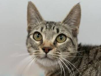 Domestic Short Hair Cats Available for Adoption in Portland, Oregon - Bailey | PetCurious