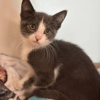 Daisey-mae -  Domestic Short Hair Cat for Adoption in Matteson, Illinois - Daisey-mae | PetCurious
