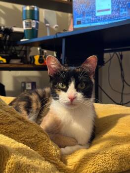 Rescue Domestic Short Hair Cats for Adoption in Grand Rapids, Michigan - Persephone | PetCurious