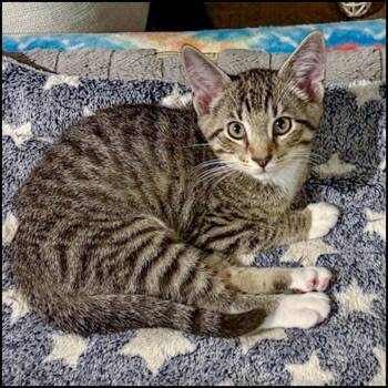 Rescue Domestic Short Hair and Tabby Cats for Adoption in Roswell, Georgia - Chunk | PetCurious