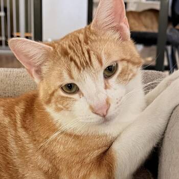 Hamilton -  Domestic Short Hair Cat for Adoption in Fort Worth, Texas - Hamilton | PetCurious