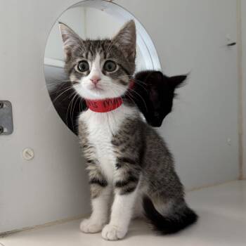 Ms. Marvel -  Domestic Short Hair Cat for Adoption in Oakland, California - Ms. Marvel | PetCurious