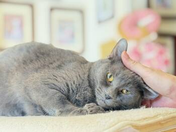 Rescue Domestic Short Hair Cats for Adoption in Fort Worth, Texas - Annie | PetCurious