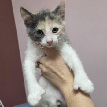 Calypso -  Domestic Short Hair Cat for Adoption in Branson, Missouri - Calypso | PetCurious