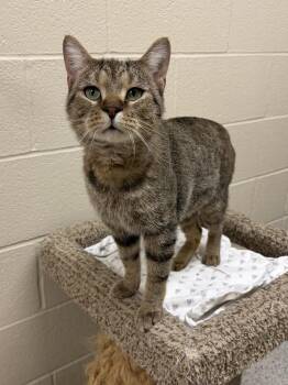 Cupid -  Domestic Short Hair Cat for Adoption in Valparaiso, Indiana - Cupid | PetCurious