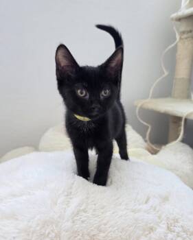 Archie - Vintage litter -  Bombay Cat for Adoption in Anthem, Arizona - Archie - Vintage Litter | PetCurious