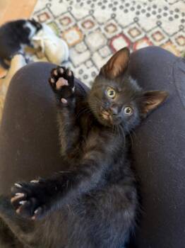 Domestic Short Hair Cats Available for Adoption in Harrisburg, Pennsylvania - Zelda | PetCurious