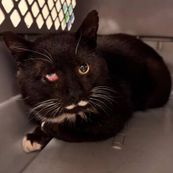 Domestic Short Hair Cats Available for Adoption in Lynchburg, Virginia - Salvador | PetCurious