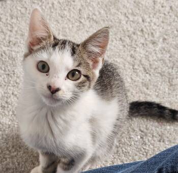 Rescue Tabby and Tuxedo Cats for Adoption in UNIVERSITY PA, Maryland - Gracie | PetCurious