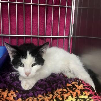 Mister Man -  Domestic Short Hair Cat for Adoption in Idaho Falls, Idaho - Mister Man | PetCurious