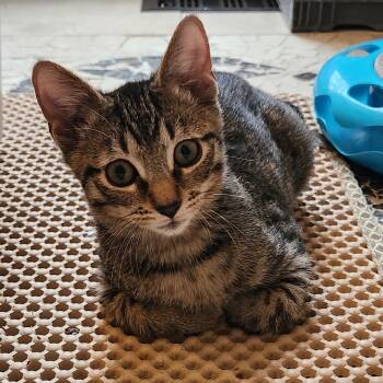 Porcupine -  Domestic Short Hair Cat for Adoption in Chicago, Illinois - Porcupine | PetCurious