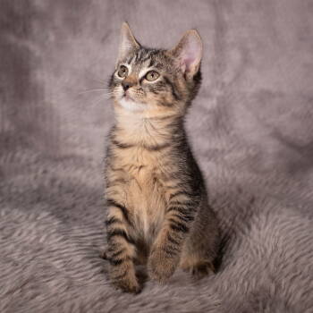 Rescue Domestic Short Hair Cats for Adoption in Social Circle, Georgia - Skeeter - Andrea Foster | PetCurious