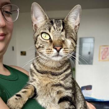 Alejandro -  Domestic Short Hair Cat for Adoption - Alejandro | PetCurious