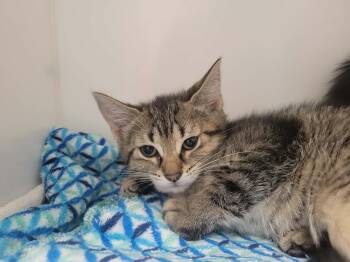 Domestic Short Hair Cats Available for Adoption in Delson, Quebec - CHANTALE | PetCurious