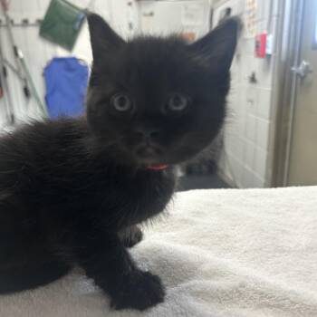 Domestic Short Hair Cats Available for Adoption in West Olive, Michigan - Lonestar | PetCurious