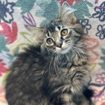 Squirtle -  Domestic Medium Hair Cat for Adoption in Matteson, Illinois - Squirtle | PetCurious
