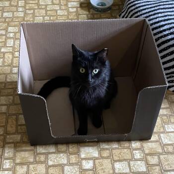 Domestic Short Hair Cats Available for Adoption in Lemoyne, Pennsylvania - Catalina Wine Mixer | PetCurious