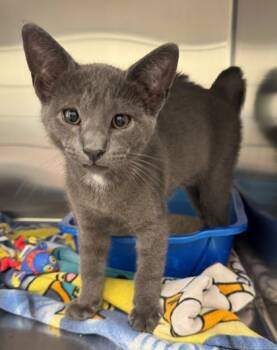 Rescue Domestic Short Hair Cats for Adoption in Willmar, Minnesota - Shredward Scissorpaws | PetCurious