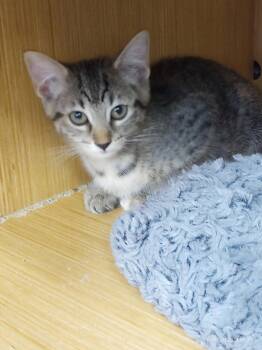 Birch -  Domestic Short Hair and Tabby Cat for Adoption in Plano, Texas - Birch | PetCurious