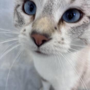 Siamese and Domestic Short Hair Cats Available for Adoption in Buffalo, Minnesota - Avocado  | PetCurious