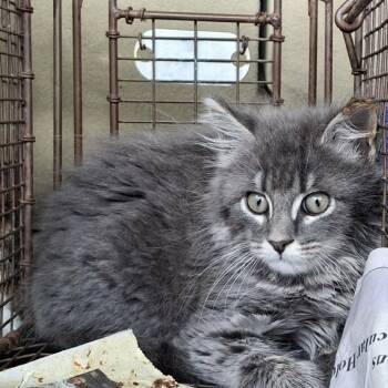 Blue May -  Domestic Long Hair Cat for Adoption in Woodstock, Virginia - Blue May | PetCurious