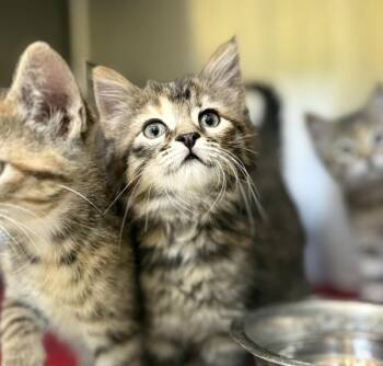 Katie -  Domestic Medium Hair Cat for Adoption in Sioux City, Iowa - Katie | PetCurious