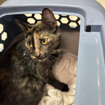 Tutti -  Domestic Short Hair Cat for Adoption in Leander, Texas - Tutti | PetCurious