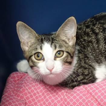 Tiani -  Domestic Short Hair Cat for Adoption in Fountain Hills, Arizona - Tiani | PetCurious